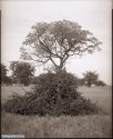 Texas Savannah