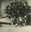 hydrangea