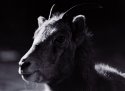 Bighorn sheep ewe