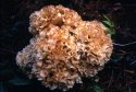 Cauliflower Mushroom