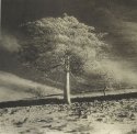 Three trees