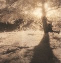 Tree and sheep