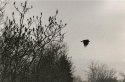 Crow
