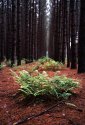 Van Rd fern color
