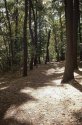 Fall Forest