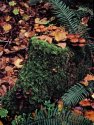 Fungi