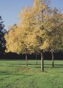 October Gold
