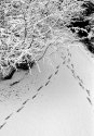 Early Snow - Footprints