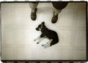 Mickey on a motel kitchen floor