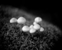 sm-img003