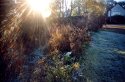 First Frosty Morning