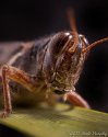 Red Legged Grasshopper