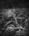 4 1/2 lens