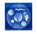 Corals