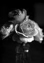 Spring Roses...