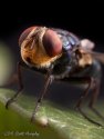 Common Housefly