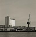The docks: Crows