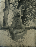 Cardiff Castle Animal Wall - lynx