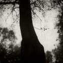 Little Branch