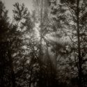 Sunlight