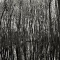 Confusion: Can´t see the wood for the trees