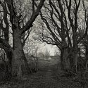 The footpath