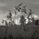 Tall grass