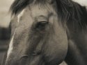 Horse - Print