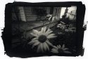Side Porch and Daisies