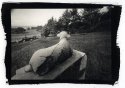 Cemetery to the Sea