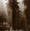 Redwoods