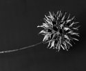 Seed pod...