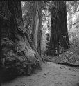 Redwoods