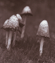 Images from Ireland