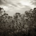 Thistles