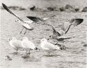 Herring and Ring billed