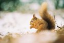 Red squirrel