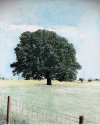 Kentucky Tree - Tinted