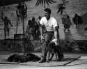 Sheep Shearing
