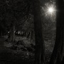 Light Shining Through