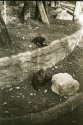 A day at the zoo