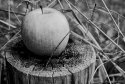 Apple On Stump
