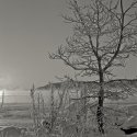 Sapling in frost