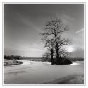 Tree, closer