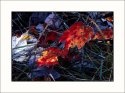 Fall on Kodachrome 25 #2