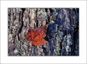 Fall on Kodachrome 25 #4