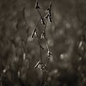 Soybeans