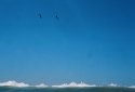 Birds and Wave