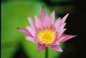 Water lily