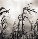Corn Stalks